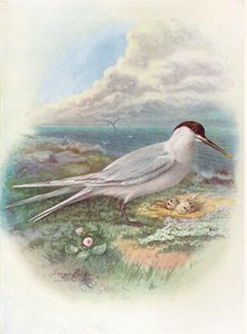 Sandwich Tern - Sterna cantiaca, 1910