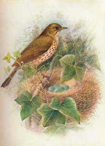 Song-Thrush or Mavis - Turdus musicus by George James Rankin