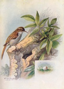Tree-Creeper - Certhia familiaris