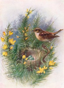 Whinchat - Pratincola Rubetra, c1910