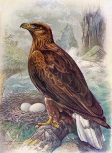 White-Tailed or Sea-Eagle - Haliaetus albicilla
