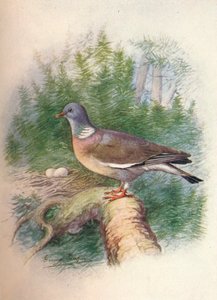 Wood-Pigeon or Ring-Dove - Columba palumbus