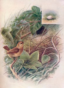 Wren - Troglodytes parvulus