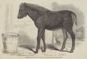Remarkable Hybrid, from the New Forest by George Landseer