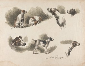 Seven Studies on Hound on One Sheet. 