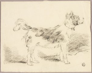 Shepherd Dog