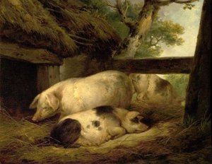 Study of Pigs