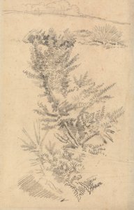 Study of Trees, etc., in a Meadow by George Richmond