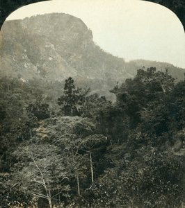 Tropical Vegetation in the Barron River Gorge, Cairns, Queensland, Australia by George Rose