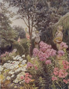 Phlox and Daisy