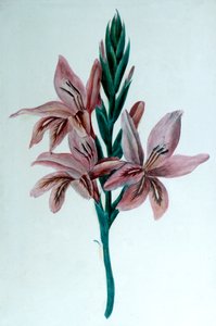Gladioli