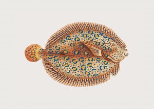 Argus Flounder