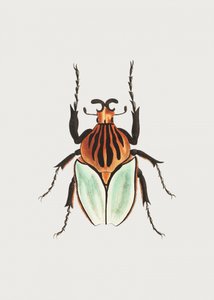 Cacique Beetle