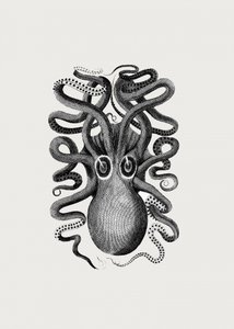 Eight Armed Cuttlefish by George Shaw