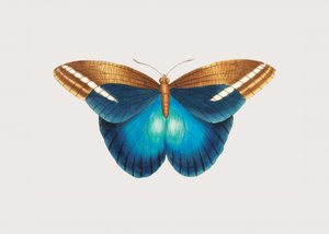 Idomeneus