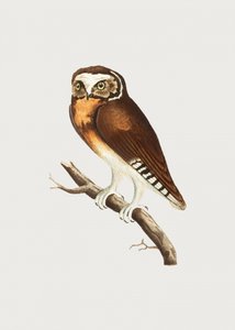 White Fronted Owl