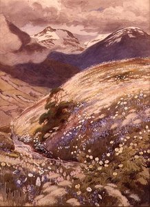 Alpine Flowers