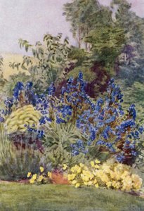 Anchusa Italica Dropmore variety, the Dropmore Alkanet, with Clematis recta and Violas