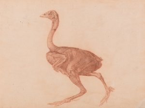 Comparative Anatomical Exposition of the Human Body with a Tiger and a Common Fowl: Dorking Hen, Lateral View