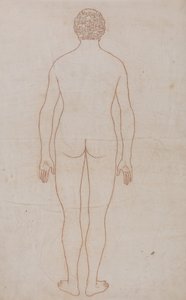 A Comparative Anatomical Exposition of the Structure of the Human Body with That of a Tiger and a Common Fowl: Human Body, Posterior View
