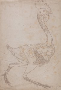 Fowl Body, Lateral View