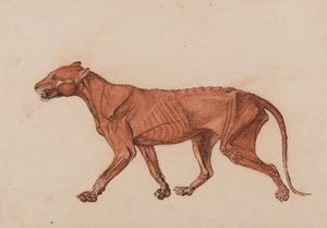 Comparative Anatomical Exposition: Tiger Body, Lateral View