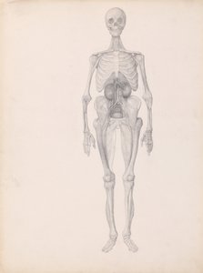 A Comparative Anatomical Exposition of the Structure of the Human Body with That of a Tiger and a Common Fowl: Human Figure, Anterior View (Finished Study of Final Stage of Dissection)