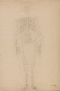 Human Skeleton, Anterior View