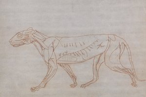 Tiger Body, Lateral View