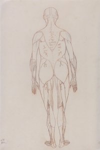 Human Figure, Posterior View (Outline Drawing for Key Figure to Table XII)