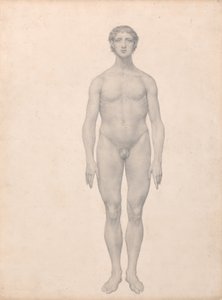 Human Figure, Anterior View