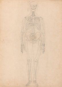 Human Skeleton, Anterior View