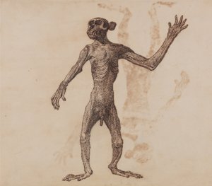 Monkey Standing, Anterior View