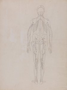 A Comparative Anatomical Exposition of the Structure of the Human Body with that of a Tiger and a Common Fowl: Human Figure, Posterior View