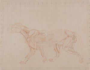 A Comparative Anatomical Exposition of the Structure of the Human Body with that of a Tiger and a Common Fowl: Tiger Body, Lateral View (Study of the Fourth Stage of Dissection Showing the Deeper Muscles) by George Stubbs