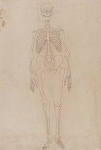 A Comparative Anatomical Exposition of the Structure of the Human Body with that of a Tiger and a Common Fowl: Human Skeleton, Anterior View
