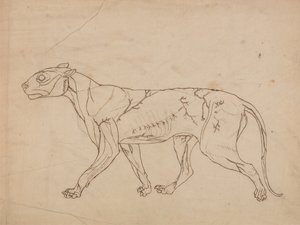 A Comparative Anatomical Exposition of the Structure of the Human Body with that of a Tiger and a Common Fowl: Tiger Body, Lateral View