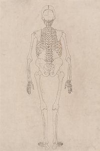 A Comparative Anatomical Exposition of the Structure of the Human Body with that of a Tiger and a Common Fowl: Human Skeleton, Posterior View