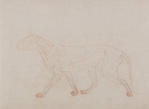 Comparative Anatomical Exposition: Tiger Body, Lateral View