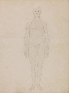 Study of the Human Figure, Anterior View