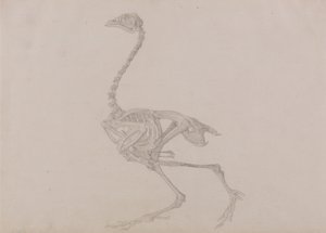Comparative Anatomical Exposition: Dorking Hen Skeleton, Lateral View by George Stubbs