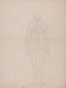 Comparative Anatomical Exposition: Human Figure, Posterior View