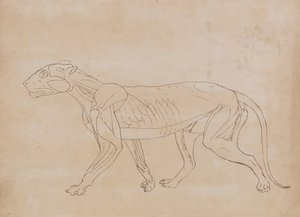 Comparative Anatomical Exposition: Tiger Body, Lateral View