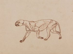 Comparative Anatomical Exposition of the Human Body with a Tiger and a Common Fowl: Leopard Body, Lateral View