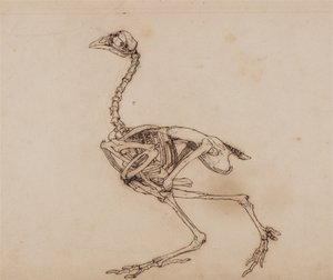 Comparative Anatomical Exposition of the Human Body with a Tiger and a Common Fowl: Dorking Hen Skeleton, Lateral View
