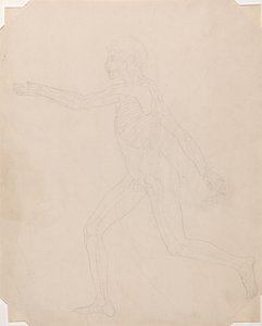 Human Figure, Lateral View