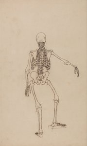 Human Skeleton, Posterior View by George Stubbs