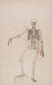 A Comparative Anatomical Exposition of the Structure of the Human Body with that of a Tiger and a Common Fowl: Human Skeleton, Anterior View by George Stubbs