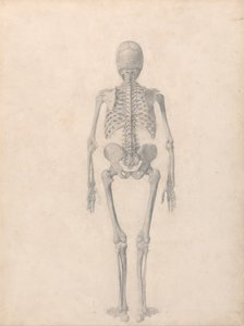 A Comparative Anatomical Exposition of the Structure of the Human Body with that of a Tiger and a Common Fowl: Human Skeleton, Posterior View (Finished Study for Table II)