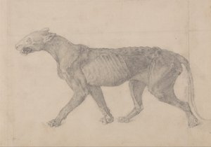 Tiger Body, Lateral View (First of nine drawings of another specimen of tiger) by George Stubbs